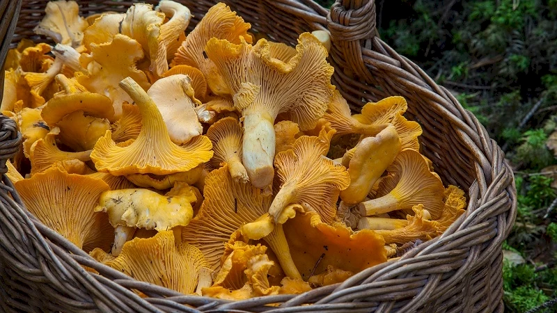 image of a basket full of fresh mushrooms | Telluride